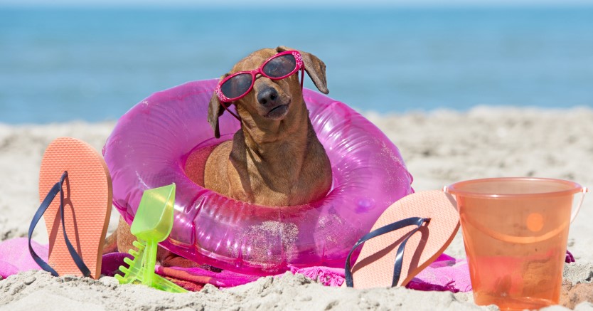 Heading to the Beach? Remember Saltwater Is Dangerous for Dogs